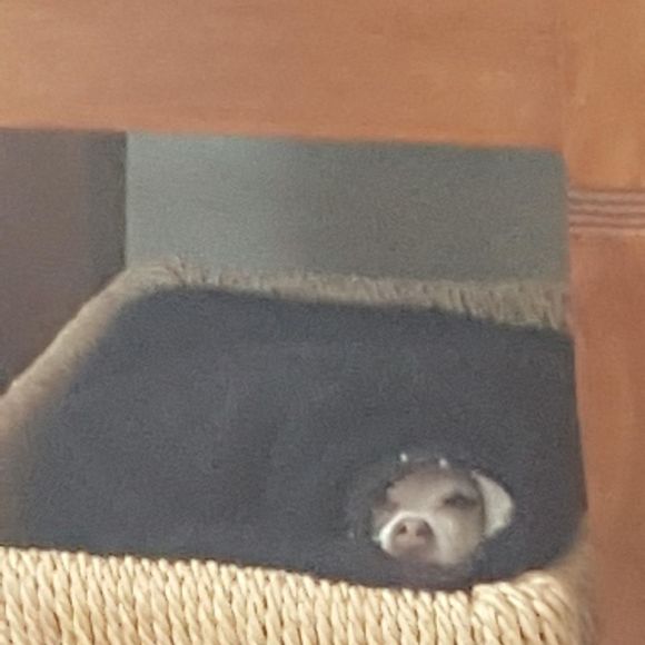 sidnilamb